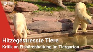 Hitzegestresste Tiere Kritik an Eisbärenhaltung im Nürnberger Tiergarten [upl. by Nnylodnewg]