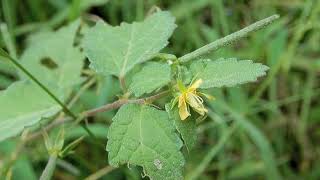 カラスノゴマCorchoropsis tomentosa 07240924ガイコツ山栗原林 [upl. by Sholom]