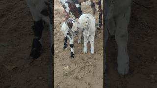 Bakri ke bacche  do Bhai cute baby 🐥cutebaby cuteBakri bakribacche2 bakribaby [upl. by Ayihsa]