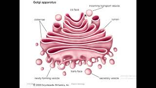 Cell histology part 2 lysosome RER SER peroxisomes [upl. by Suirradal]