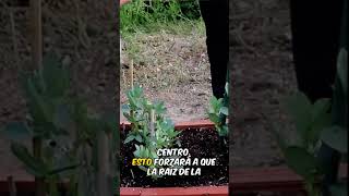 Riego por goteo casero en la huerta 💦 short [upl. by Jeniece539]