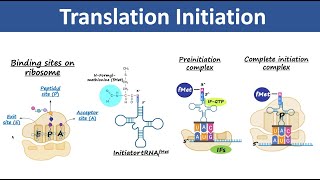 Translation Initiation  Initiation of Protein Synthesis  Biochemistry [upl. by Suolhcin]