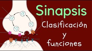 SINAPSIS Clasificación y funciones [upl. by Sophia294]