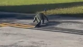 WATCH  Alligator strolls across runway at airport in Florida [upl. by Blondelle]