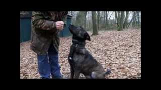 Dutch Shepherd Tygo KNPV training in Holland [upl. by Sedberry]