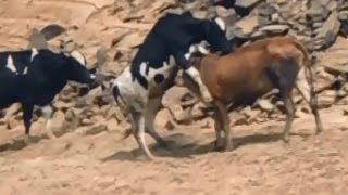 Cow Mating in Group [upl. by Myron]