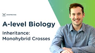 Inheritance Monohybrid Crosses  Alevel Biology  OCR AQA Edexcel [upl. by Eldrid221]