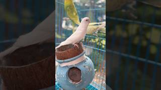 Spangle budgies  fallow budgies and double factor budgies chicks [upl. by Evey386]