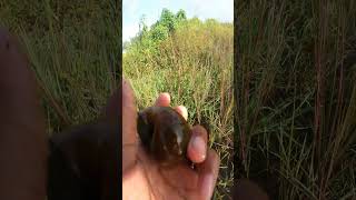 Big Snails in Flooded Areas  beautiful nature videos in calm place naturelovers aquaticplant [upl. by Yreved]