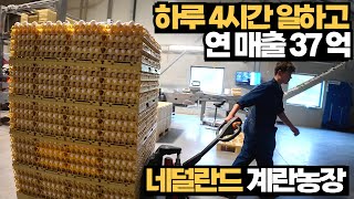 하루 4시간 일하고 37억 매출 동물복지 계란농장Working 4 hours a day and generating an annual revenue of 27 million [upl. by Aerdnaed]