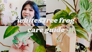 How To Take Care Of Whites Tree Frogs  Care Guide [upl. by Draned53]