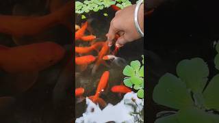 Goldfish🐟🐠breeding pair liya goldfish fish aquarium pets petsman aquariumfish Petsman0 [upl. by Aekerly669]