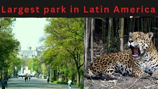 Largest Park in Latin America  Things to see inside Chapultepec Park Mexico  Zoo in Mexico City [upl. by Ahnavas331]