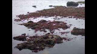 V Seaweed Culture in New England Chondrus Part 5 of 6 [upl. by Zetroc33]