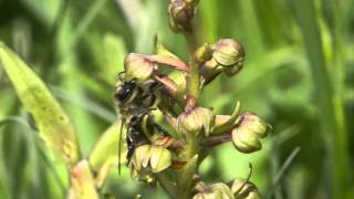 Orchid pollination 18 Pollination of Dactylorhiza viridis by honeybees [upl. by Ok919]