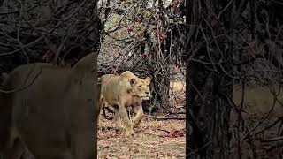 Mãe Leoa protegendo seu filhote de guepardo e leopardo [upl. by Adnilem]