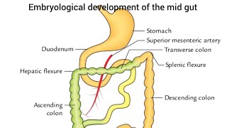 Embryological development of the midgut [upl. by Bernete]