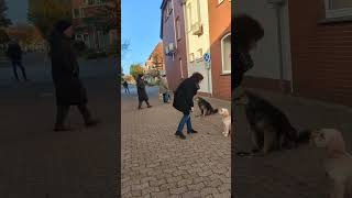 Hundeschule Wolf und Co am 02November 2024 [upl. by Yc476]