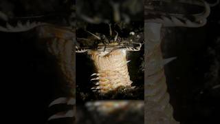 Bobbit Worm AMBUSH [upl. by Adolf]