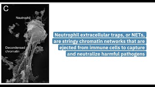 Improved assay for quantifying citrullinated histones as markers of disease [upl. by Sylvie]