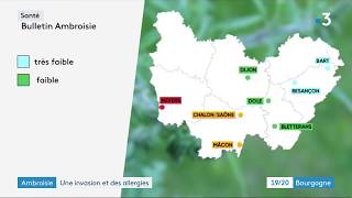 Pollens dambroisie  la Nièvre en alerte maximale [upl. by Normi126]