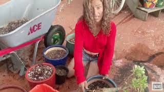 Maria’s Garden Desert Rose Miracle Potting Mix [upl. by Lehctim]