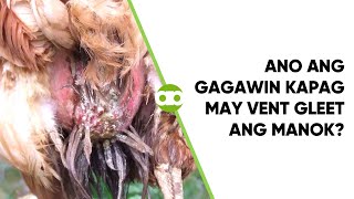 Ano ang Gagawin Kapag May Vent Gleet ang Manok [upl. by Pollerd566]