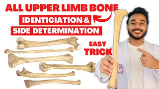 All upper limb bone side determination  All upper limb bone identification  identification of bone [upl. by Allyson]