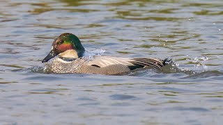 Falcated Duck 羅紋鴨 [upl. by Adalai417]