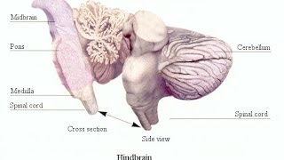 Midbrain and Hindbrain [upl. by Ogir]