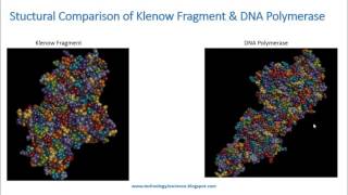 Klenow Fragment Structural Comparison Analysis and Applications [upl. by Wohlert232]