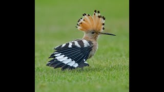 Hoopoe in West Yorkshire  1 October 2020 [upl. by Lonna]