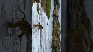 Chacma baboon jumping across river [upl. by Adnilram]