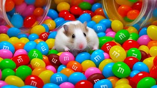 🌈 Colorful Hamster Maze with mampms Candies 🍬 [upl. by Ahsilaf402]