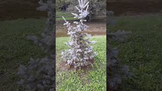 BLUE SPRUCE  Latin PICEA PUNGENS [upl. by Yruama761]