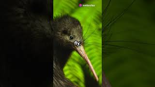 5 Unique Facts About the Kiwi New Zealand’s Nocturnal Icon [upl. by Secnarfyram]