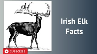 Irish Elk Facts [upl. by Yelkcub]