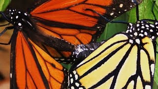 Monarch Butterflies Mating FYV [upl. by Annovad699]