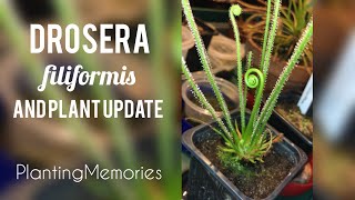 Drosera filiformis division  and plant update [upl. by Lambertson275]