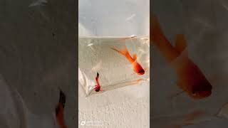 Sword tail platy swordtail guppy guppyfishfarming [upl. by Merrow462]