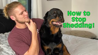 How to stop my dogs shedding [upl. by Nuawed615]