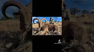 West Texas Aoudad Sheep royhurley sproulrach ranchlife hunthesproulranch outdoorsmans kuiu [upl. by Digdirb]