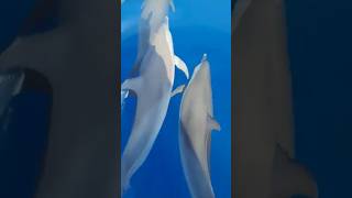 Dolphins swimming in front of the boat 🐬😍 dolphin dauphins animauxmarins wildlife [upl. by Westberg]