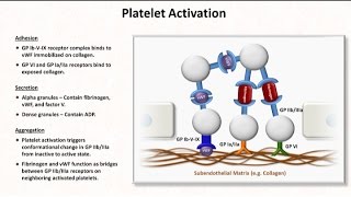 Hemostasis Lesson 2  Platelet Activation and Aggregation [upl. by Avilla]