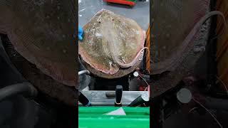 watch my live removing stingray skin [upl. by Eneli472]