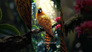 Feathers Aflame Meet the Fancy Bird 🐦🔥shorts shortvideo youtubeshorts birds [upl. by Cornwall]