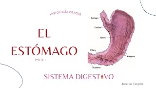 El estómago  Sistema digestivo  Histología de Ross [upl. by Sremlahc646]