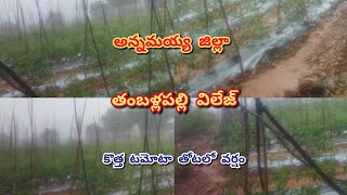 2024 భారీ వర్షాలుToday heavy rain crop damaging information rain anantapurtomatomarket tomato [upl. by Ydahs]