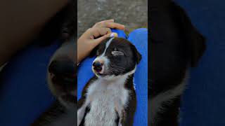 Aise bhole ban kr hai baithe dog viralvideo cute funny youtubeshorts viralvideo [upl. by Etnauq206]