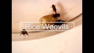 An Introduction to the Rice weevil Sitophilus oryzae [upl. by Aimerej948]